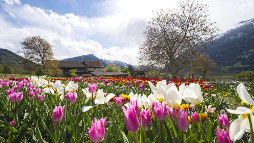 Blumen Frühling Tulpen