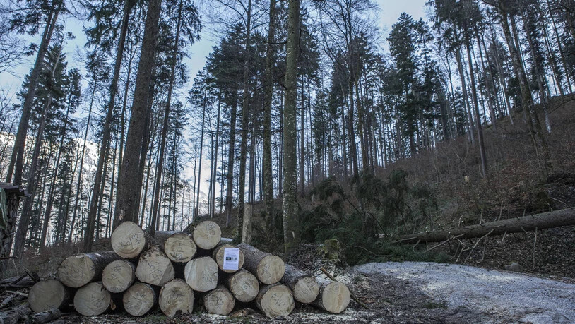 Waldstrasse.Wald.Holz.