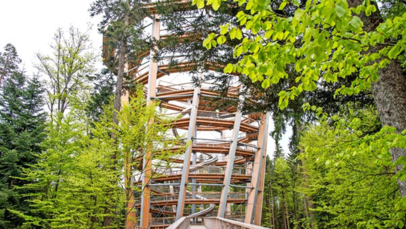 Laaxer Vorbild: Der Baumwipfelpfad von Bad Wildbad im Schwarzwald wurde 2014 eröffnet. Bild Erlebnis Akademie AG/Baumwipfelpfad 