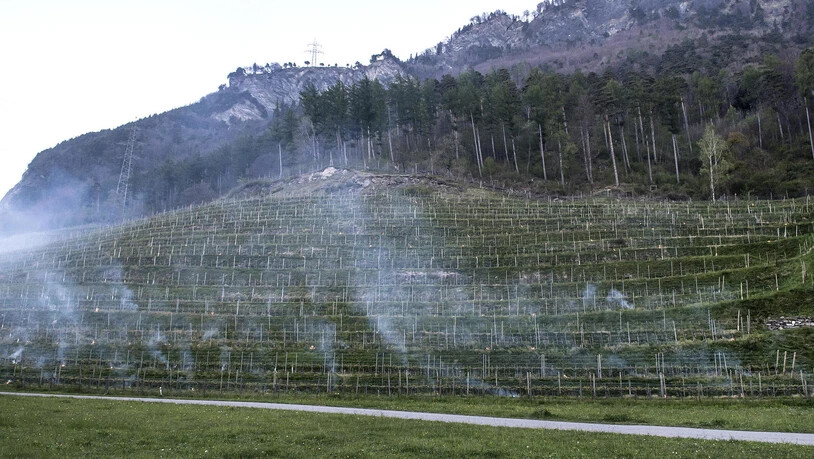 Rauchende Weingärten am Morgen nach der Frostnacht. 