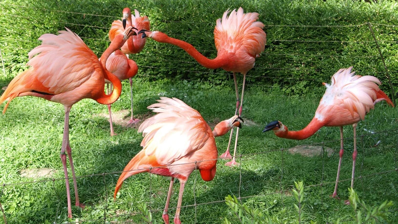 Balzende Flamingos machen es den Kandidatinnen von «Germanys Next Topmodel» vor.