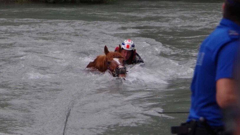 Im Juni des vergangenen Jahres gingen Pferd und Reiter ungewollt im Rhein baden. Sie konnten gerettet werden.