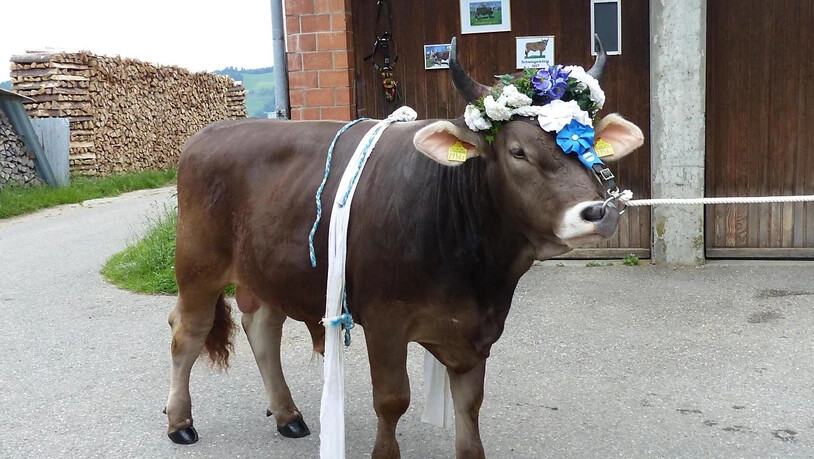 Siegermuni "Kolin" bei seinem ersten Auftritt. Er ist benannt nach dem Zuger Kriegshelden Peter Kolin.