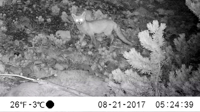 21. August: Ein Fuchs findet den Kadaver.