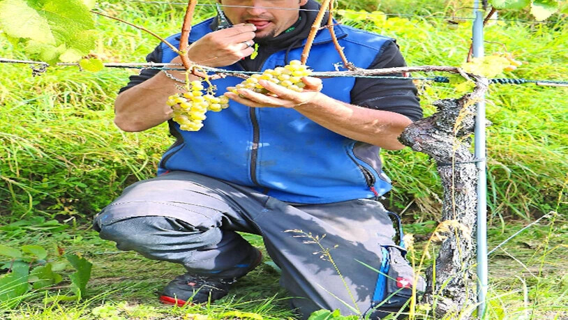 60 Prozent Verlust: Gestern Freitag findet im Rebberg Otmarsberg in Uznach die Zweigelt-Lese statt.