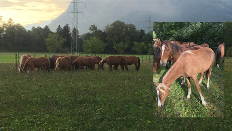 Die Pferde von Ulrich K. haben ein neues Zuhause bekommen. 
