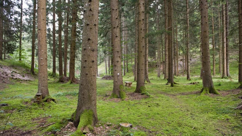 Die Preise für Holz im Glarnerland können erhöht werden, dank günstigerem Wechselkurs.