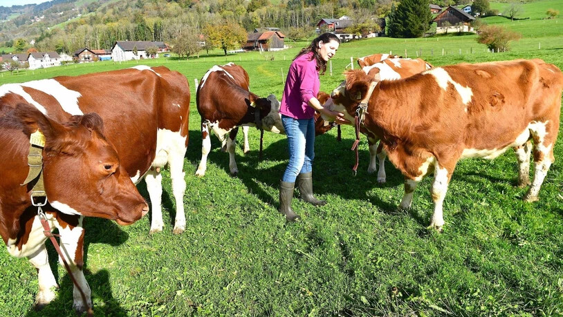 Tägliches Beobachten ist wichtig: Margrit Zweifel sieht sofort, wenn einer ihrer Redholstein-Kühe etwas fehlt.