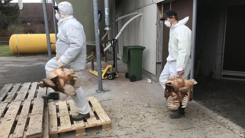 8000 Hühner werden aus dem Stall geholt und zum Töten in einen Container gebracht.