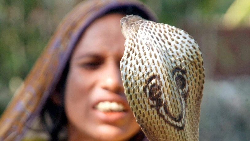 In Thailand hat eine zwei Meter lange Kobra ein Mädchen während des Schlafs tödlich verletzt. (Symbolbild)
