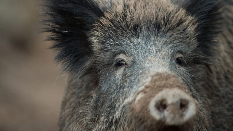 Wenn die Wälder zu wenig Nahrung hergeben, weichen die Wildschweine auf die Felder aus. (Archivbild)