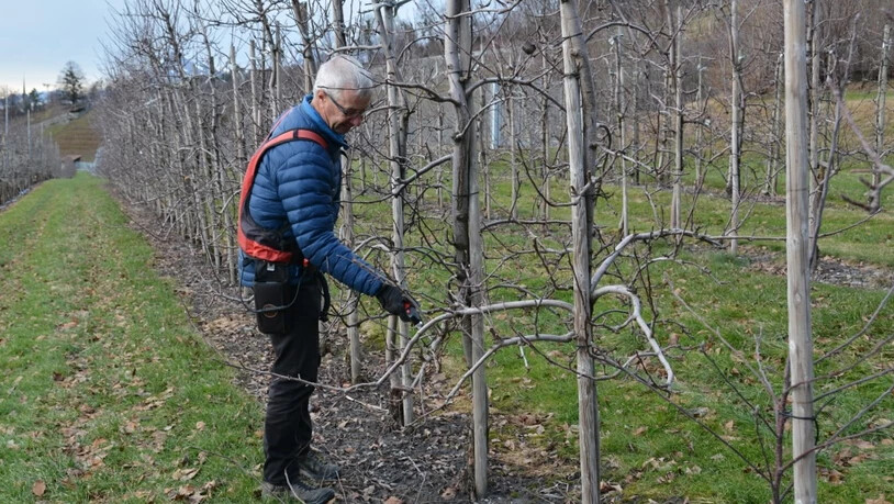 Andrea Lauber arbeitet derzeit in seinen Obstgärten.