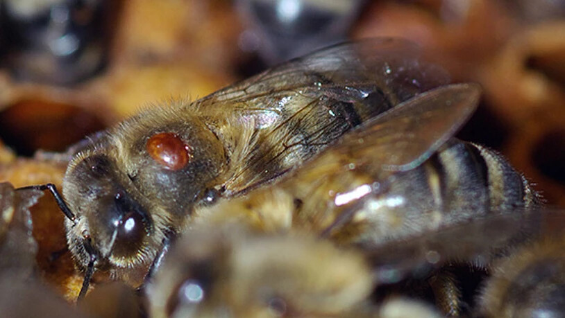 Die Varroamilbe tritt seit 1984 in der Schweiz auf und vermag ganze Bienenvölker zu zerstören.