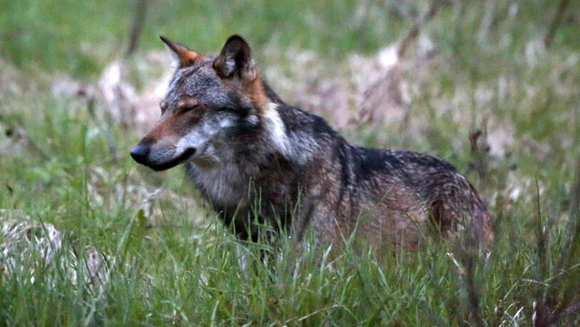 Im Wallis wurde bei einer Fuchsjagd irrtümlich ein Wolf erlegt. (Symbolbild)