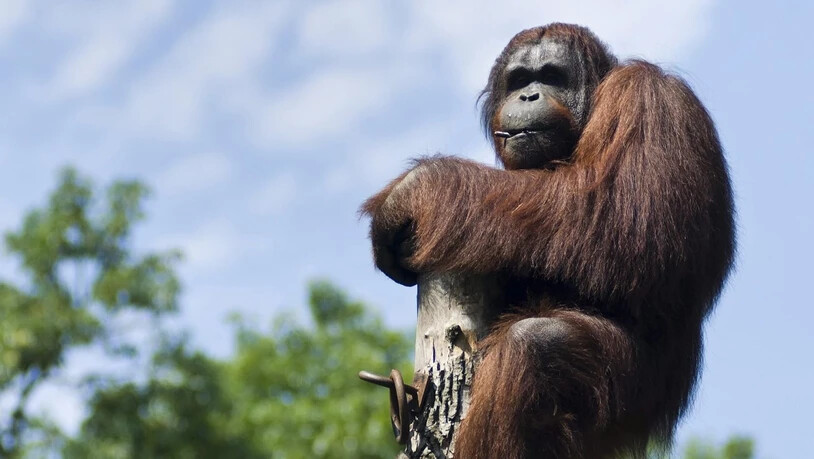 Auf Borneo dünnt sich der Bestand an Orang-Utans immer mehr aus. Bald sind die Affen möglicherweise - wie hier - nur noch im Zoo zu sehen. (Archivbild)