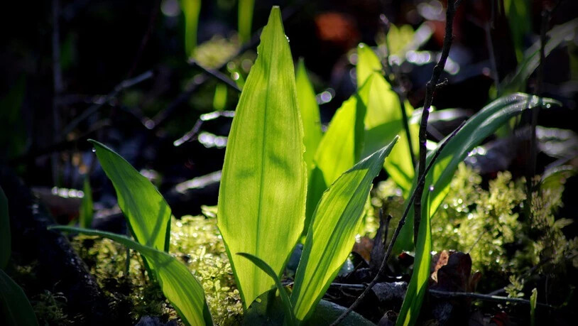 Bärlauch kündigt den Frühling an.