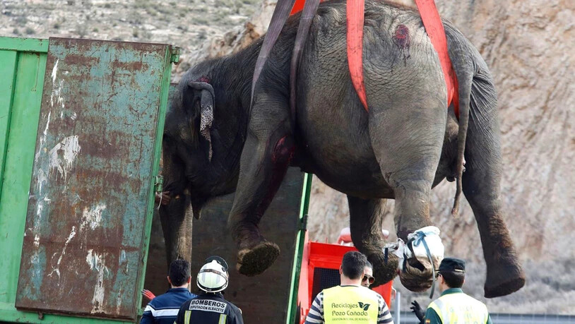 Ein Kran birgt einen der verletzten Elefanten.