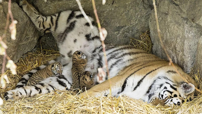 In der Nacht auf Dienstag gebar Tiger-Dame Julinka in einer Höhle der Aussenanlage des Walter Zoos drei Babys.