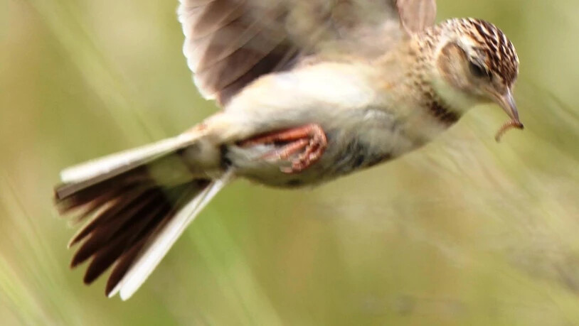 Sie fehlt fast gänzlich im Glarner Vogelensemble: Wegen ihres Gesangs – ein endloser Fluss trillernder oder jubilierender Töne – wird die Feldlerche als Frühlingsbotin und Minnesängerin der Lüfte bezeichnet. 