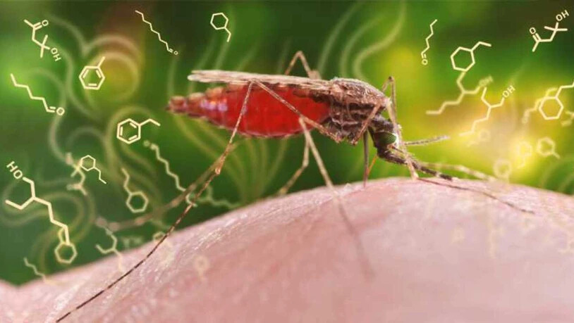 Der Malariaerreger verändert das Duftstoffprofil eines infizierten Menschen. Diese Erkenntnis könnte für die Entwicklung eines neuen, kostengünstigen Diagnosetests genutzt werden.