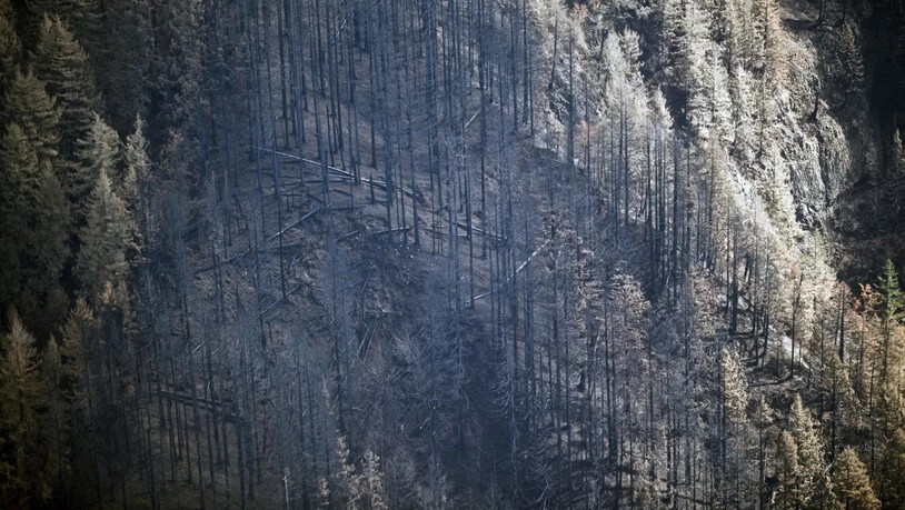 Der von einem Teenager ausgelöste Waldbrand hat in der Felsenschlucht Columbia River Gorge riesige Flächen zerstört. (Archiv)