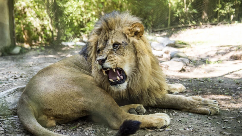 Ein afrikanischer Löwe in einem Zoo - zwei seiner Art, zwei Tiger, ein Jaguar und eine Bär sind aus einem deutschen Zoo ausgebrochen.