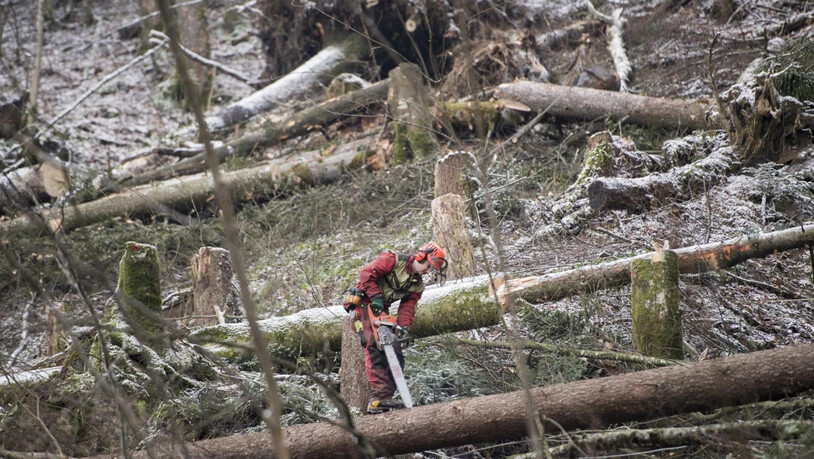 Im Kanton Bern sind die Sturmschäden fast bewältigt: Ein Forstarbeiter beim Aufräumen. (Archivbild)