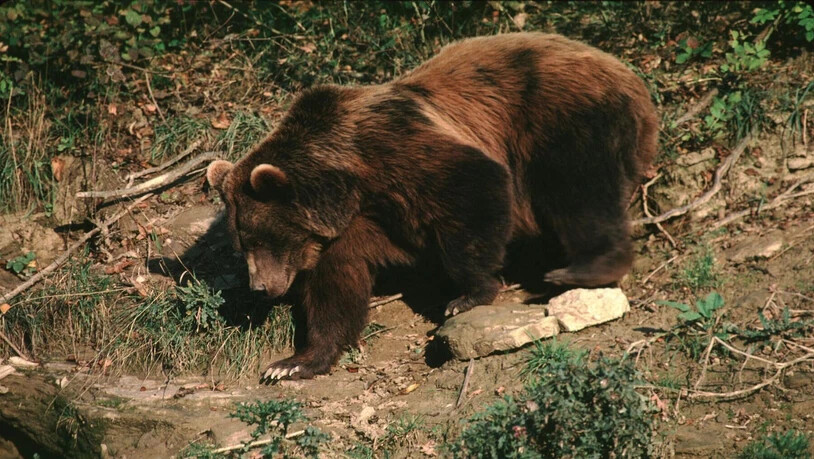 An der Bündner Grenze ist ein Bär unterwegs.
