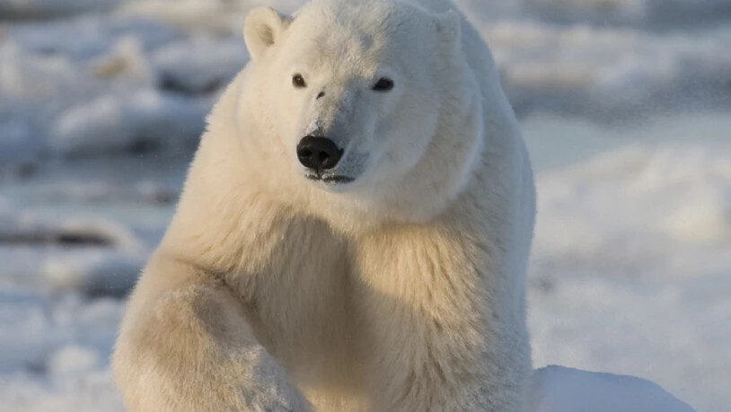 Seltener Angriff: Ein Eisbär hat in Kanada auf einer Insel in der Hudson Bay einen Menschen getötet. (Symbolbild)
