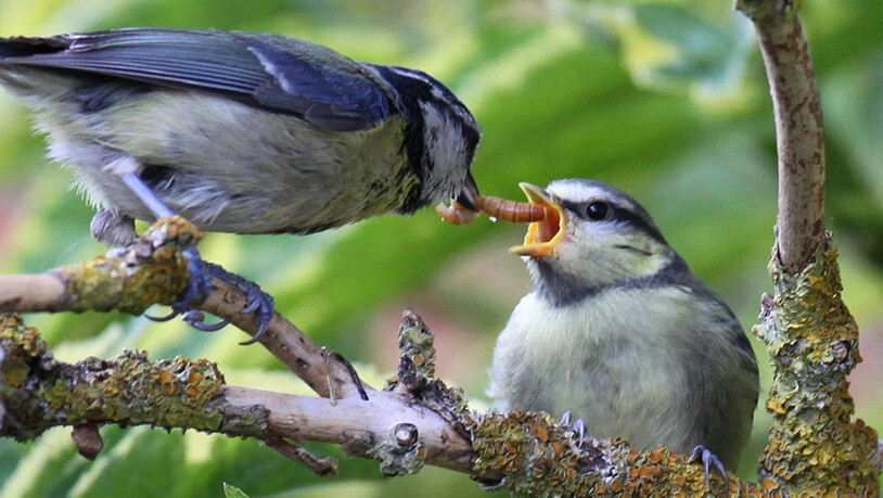 Eine Blaumeise füttert ihren Jungvogel mit einer Käferlarve. Alle Vögel weltweit fressen jährlich bis zu 500 Tonnen Insekten, wie Basler Zoologen schätzen.