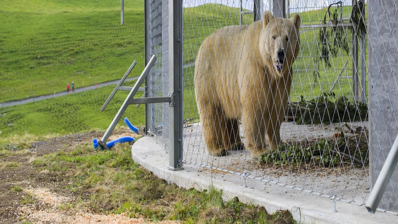 Der frühere Zirkusbär Napa lebt seit einer Woche im Arosa Bärenland.