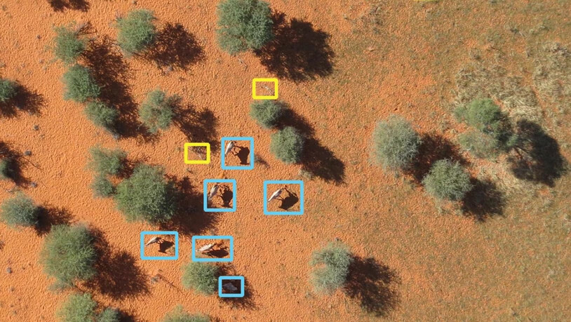 Eine mit künstlicher Intelligenz analysierte Luftaufnahme: Tiere sind blau eingerahmt, gelb gekennzeichnet sind Landschaftselemente.
