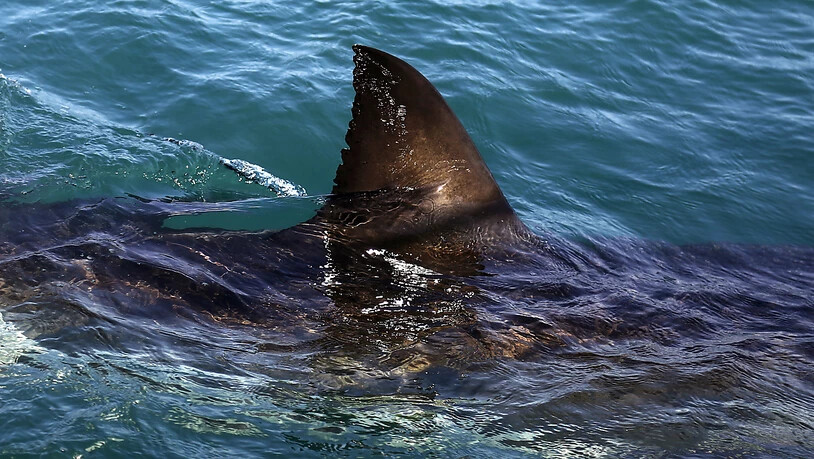 Der mutmassliche Hai hatte laut Angaben eines der Bissopfer eine Grösse zwischen 90 und 120 Zentimeter. (Symbolbild)