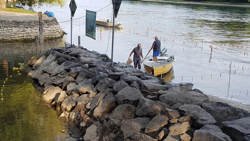 Diessenhofer Fischer fischen die Rückzugsgebiete am Rheinufer ab und setzen die Fische im Geisslibach wieder aus. Die dortigen Wassertemperaturen ermöglichen den Fischen das Überleben.