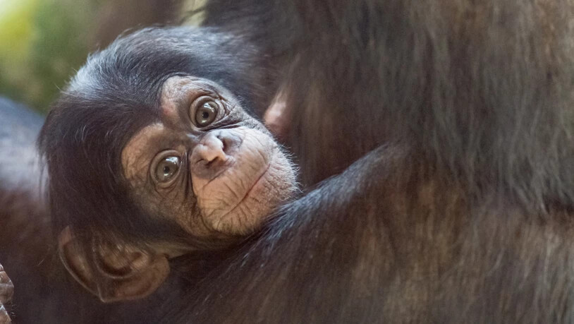 Das Ende Mai im Zoo Basel geborene Affenmädchen Ponima klammert sich fest an seine Mutter Garissa.