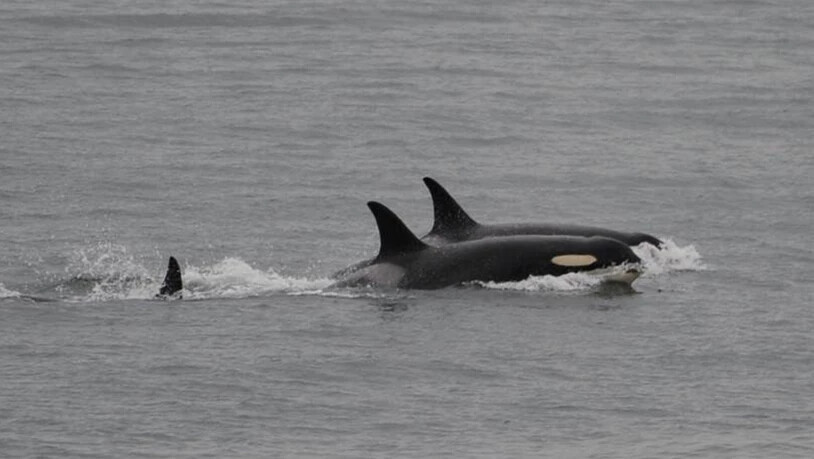 Lebt wieder auf: Die Orca-Mutter (vorne) schwimmt und jagt wieder mit ihren Artgenossen.