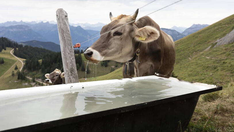 In der Schweiz werden die Kühe immer grösser. Ganz anders in Graubünden, dort werden sie seit rund zwei Jahren kleiner.