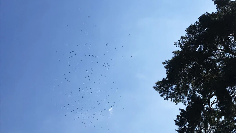 Der Schwarm am Sonntag über Maienfeld.