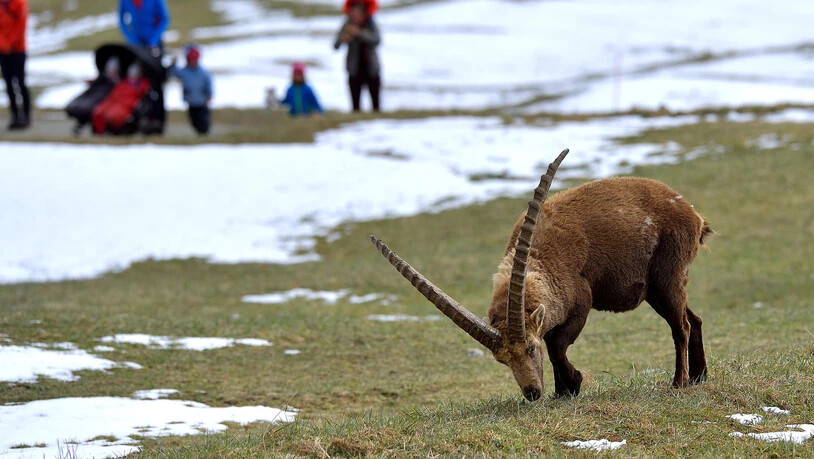 In Pontresina kommt die Steinbockkolonie ganz nah zum Dorf.
