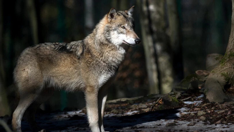In Niederösterreich sollen Wölfe mit Gummikugeln von Schafen und Ziegen ferngehalten werden. (Symbolbild)