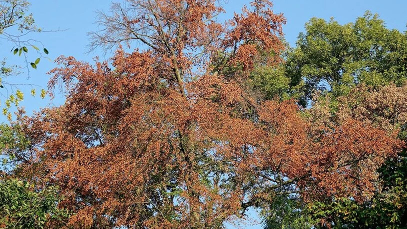 Dass sich Wälder nach dem Hitzesommer 2018 früher als üblich verfärben, ist noch kein Alarmzeichen. Bäume können mit extremer Trockenheit unerwartet gut umgehen, haben Forschende der Universität Basel heraus gefunden. (Bild: Universität Basel)