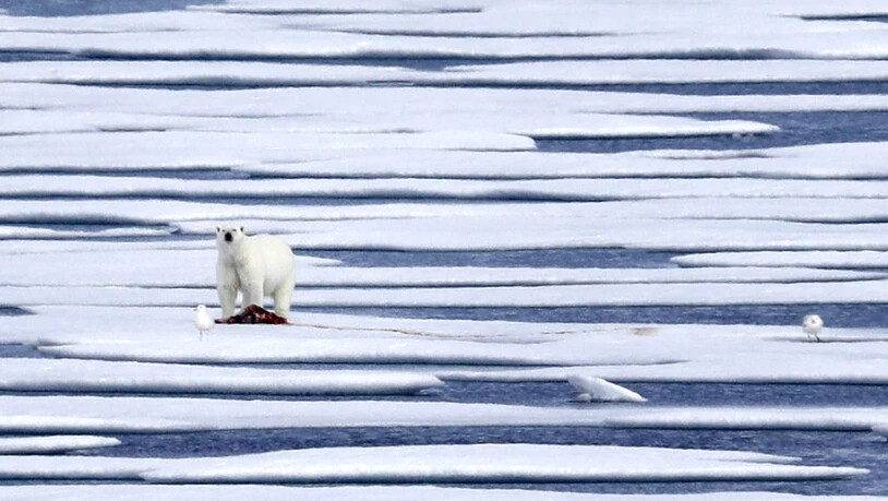 Ein Eisbär hat im hohen Norden Kanadas einen Jäger getötet. (Symbolbild)