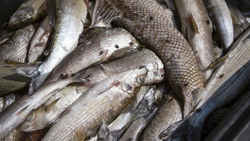 Insgesamt sind drei Tonnen verendete Fische aus dem Rhein entsorgt wurden. Ein Fischfangverbot für Äschen und Forellen gilt ab 1. Okobter - vorerst für ein Jahr.