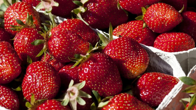 Australische Behörden sind alarmiert: In Supermarkt-Erdbeeren wurden Stecknadeln gefunden. (Symbolbild)