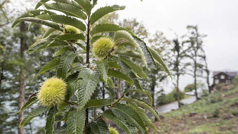 Im Gebiet Treib in Seelisberg sind 21 junge Kastanienbäume sechs verschiedener einheimischer Sorten gepflanzt worden.