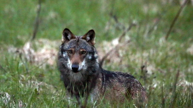 WWF und Pro Natura wollen den Tod eines Wolfs im Wallis verhindern. Sie haben Rekurs eingelegt gegen eine Abschussbewilligung im Val d'Anniviers. Nach Ansicht der Naturschutzverbände waren die Herdenschutzmassnahmen ungenügend. (Themenbild)