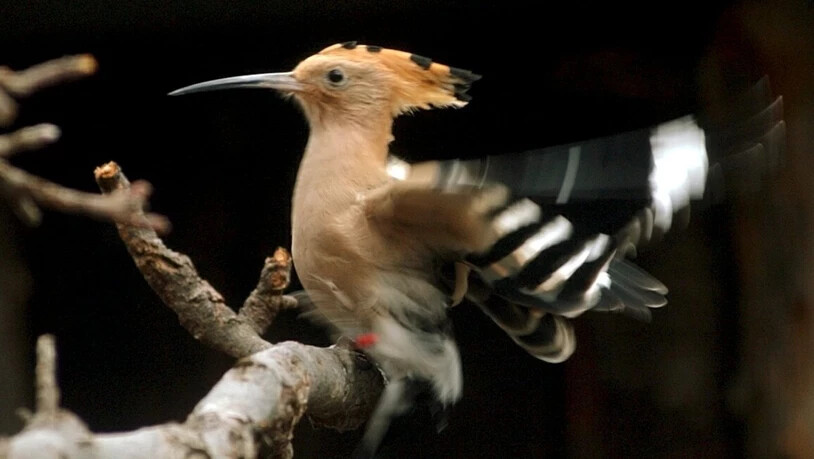 Der Wiedehopf wurde auf Grund seines unbeholfen aussehenden Flugstils für einen wenig effizienten Zugvogel angesehen. Zu Unrecht, wie eine Studie der Vogelwarte Sempach LU zeigt. (Archivbild)