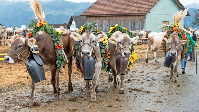 Geschmückte Kühe an der Viehschau haben beim Viehzuchtverein St. Gallenkappel Tradition.
