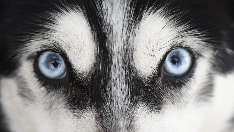 Ein Siberian Husky mit für die Rasse typischen blauen Augen. (Archivbild)
