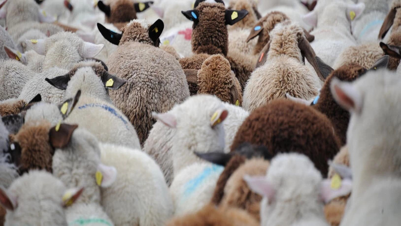 Schafe beim letztjährigen Alpabzug im Engadin.
